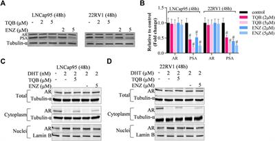 Second generation androgen receptor antagonist, TQB3720 abrogates prostate cancer growth via AR/GPX4 axis activated ferroptosis